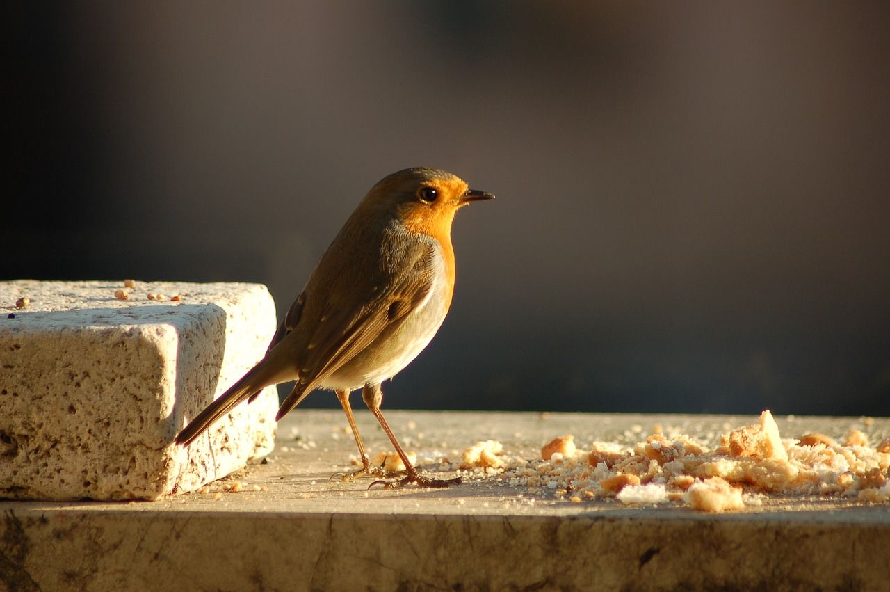 What A Little Birdie Told Me: Tips To Buying An Off-Market Property